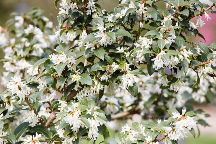 Osmanthus burkwoodii, Duftblüte, immergrün, 40–60 cm
