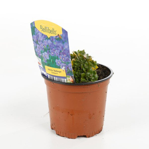 Blaukissen Aubrieta im Topf