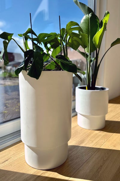 Zwei weiße zylindrische Übertöpfe mit Monstera und Strelitzia auf einem hellen Holzboden vor einem Fenster in einem hellen Raum.