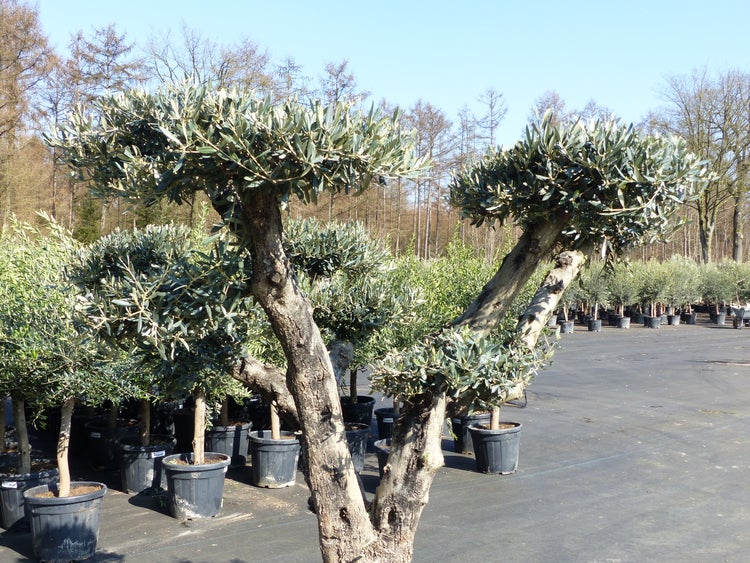 Olivenbaum Pon Pon 185 cm Bonsai Formgehlz, winterhart | HORNBACH