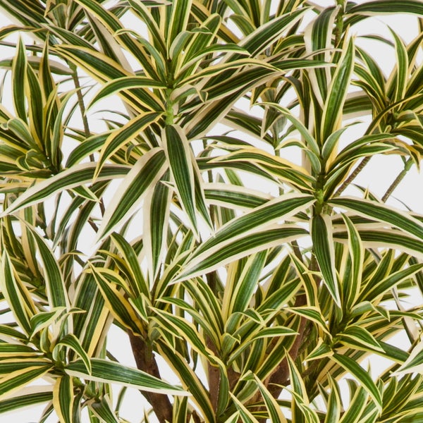 Zimmerpflanze Dracaena reflexa Song of India mit spitz zulaufenden gemusterten Blättern.