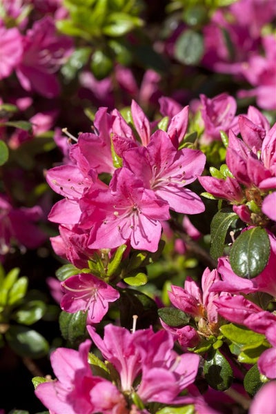 Rhododendron obtusum 'Kermesina', Azalee, karmesinrot, 30–40 cm