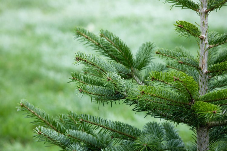 Abies nordmanniana, Nordmanntanne, 60–80 cm