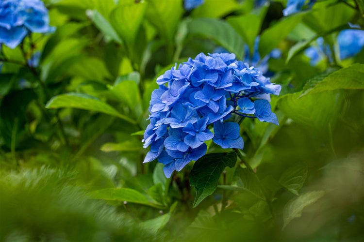 Nahaufnahme einer blauen Hortensienblüte mit grünen Blättern