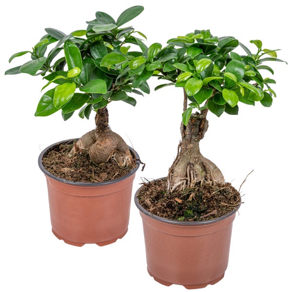 Ficus 'Ginseng' | Bonsai-Baum pro 2 Stück - Zimmerpflanzen im Angelegentopf ⌀12 cm - ↕35 cm