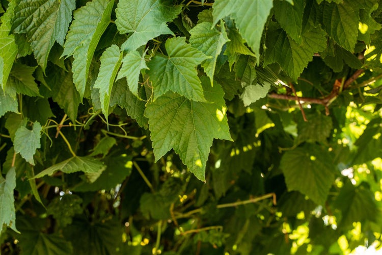 Nahaufnahme von Weinreben mit grünen Blättern