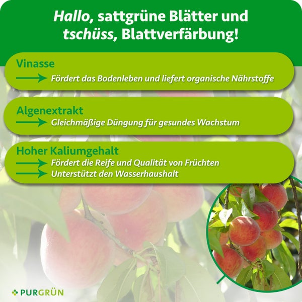 Immergrüner Kirschlorbeer als Heckenpflanze im Garten.