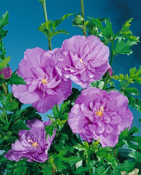 Hibiscus syriacus 'Lavender Chiffon', Roseneibisch, lavendel, 40–60 cm