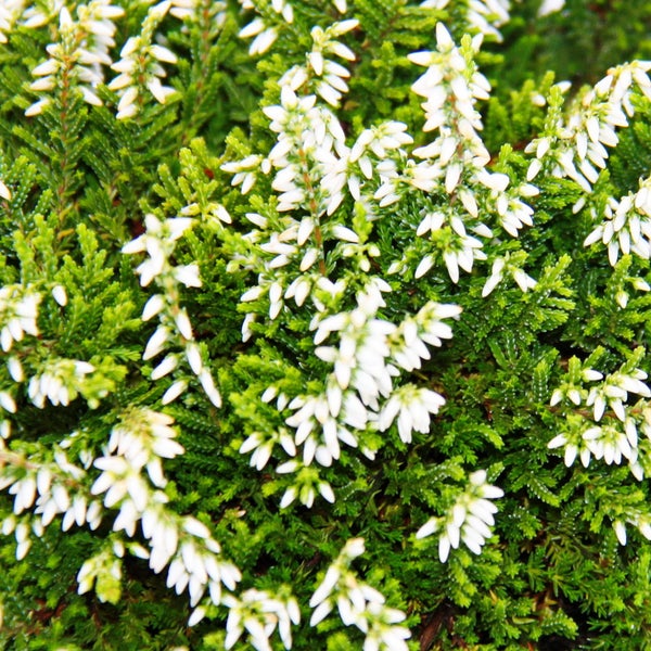 Hängende Calluna Set mit 3 Pflanzen hängende Besenheide Heidepflanze winterhart 12cm Topf weiss
