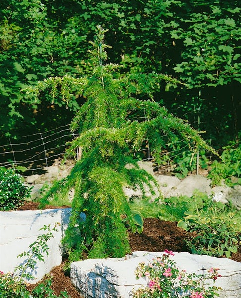 Cedrus deodara 'Pendula', Himalaya-Zeder, hängend, 60–80 cm