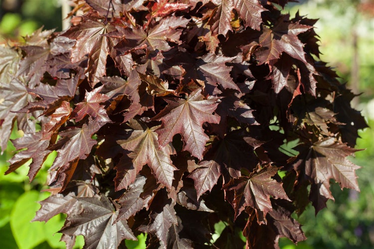 Acer platanoides 'Crimson Sentry', Spitzahorn, rotlaubig, 125 cm Stammhöhe