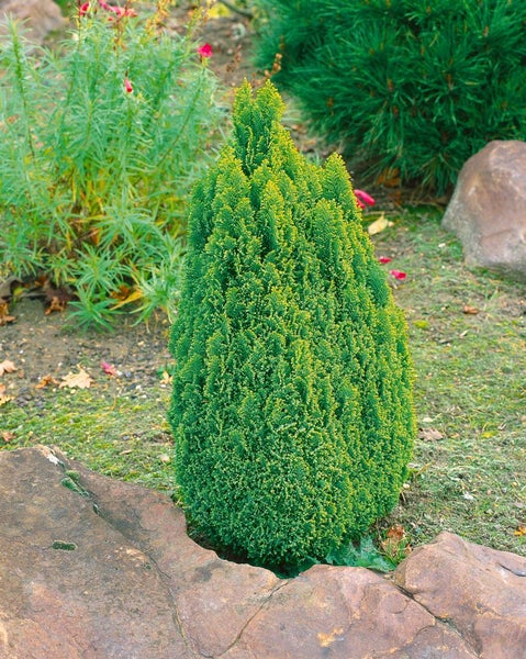 Chamaecyparis lawsoniana 'Ellwood's Gold', gelbgrün, 20–30 cm