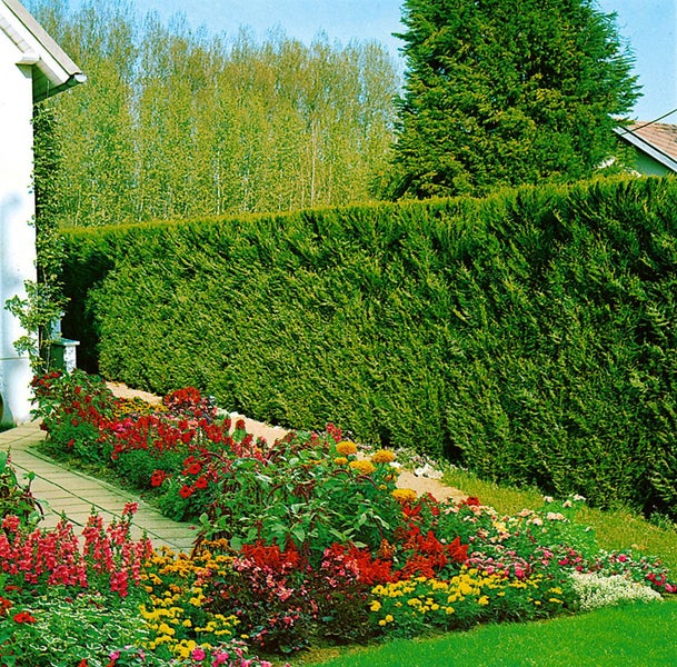 Garten mit geschnittener Hecke und Blumenbeet
