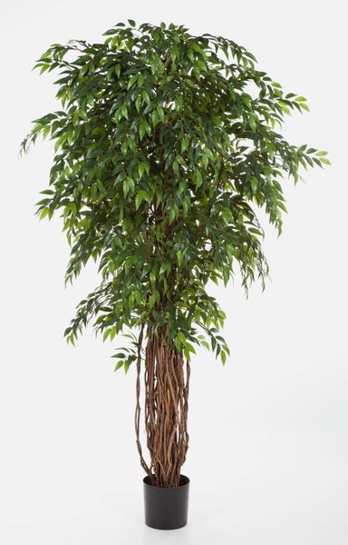 Künstlicher Ficus mit geflochtenem Stamm im schwarzen Kunststofftopf.