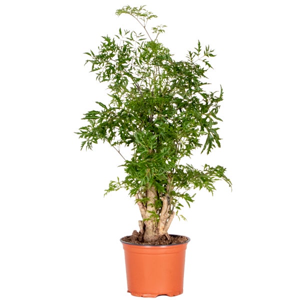 Polyscias Ming - Aralia - Zimmerpflanze - Spezial - ⌀12 cm - ↕ 30-40 cm