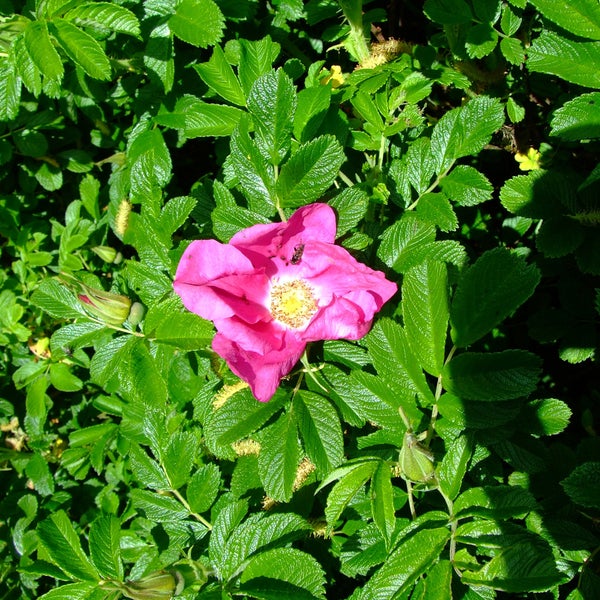 Nahaufnahme einer rosa Heckenrose zwischen grünen Blättern