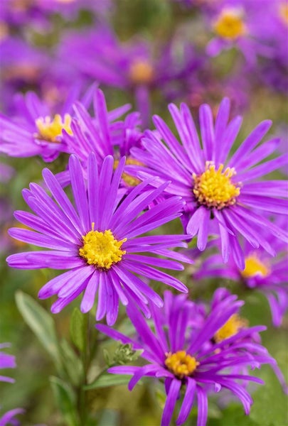 Aster amellus 'Veilchenkönigin', Berg-Aster, violett, ca. 9x9 cm Topf