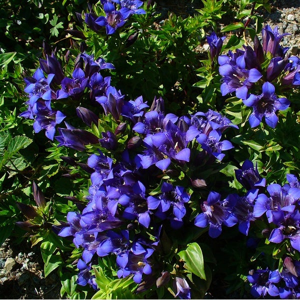 Enzianblüten mit grünen Blättern