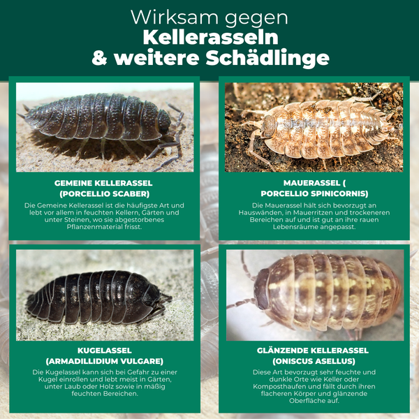 Titelbild zu wirksamen Mitteln gegen Kellerasseln und andere Schädlinge mit Abbildungen von Gemeiner Kellerassel, Mauerassel, Kugelassel und Glänzender Kellerassel