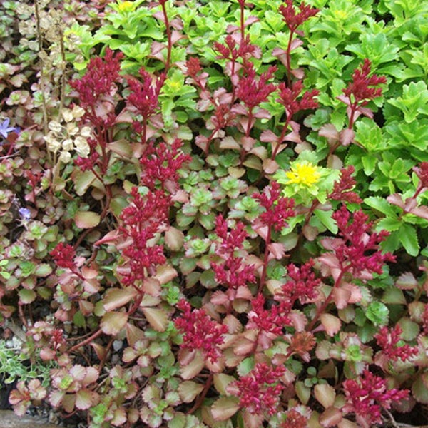 Verschiedene Sedum-Pflanzen im Garten.
