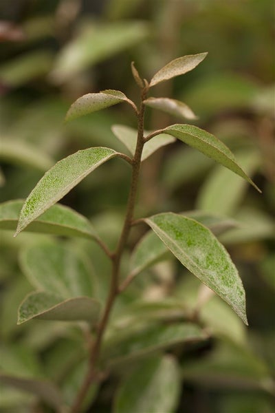 Elaeagnus ebbingei, immergrün, silbrig-grün, 60–80 cm