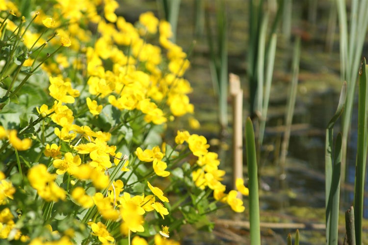 Caltha palustris, Sumpfdotterblume, leuchtend gelb, ca. 9x9 cm Topf