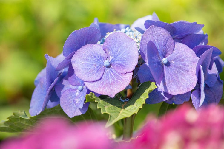 Nahaufnahme einer blauvioletten Hortensienblüte