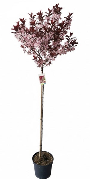 Zierkirsche als Hochstamm in einem Kunststofftopf mit rosa Blüten und dunklen Blättern