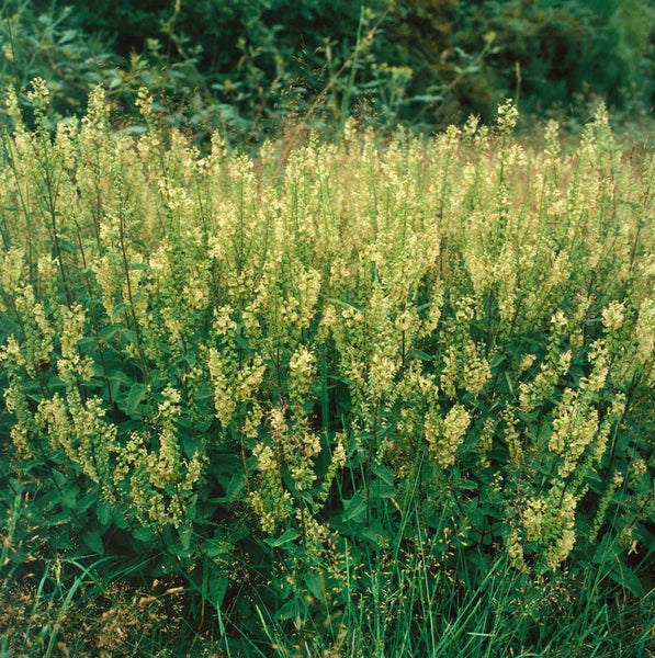 Teucrium scorodonia, Edel-Gamander, ca. 9x9 cm Topf