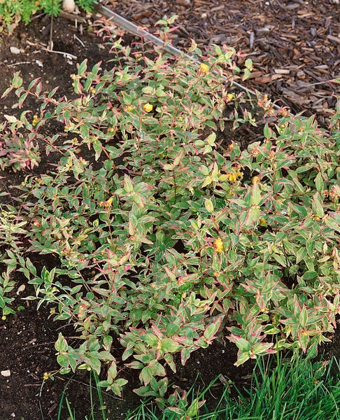 Hypericum moserianum 'Tricolor', Johanniskraut, buntes Laub, ca. 9x9 cm Topf