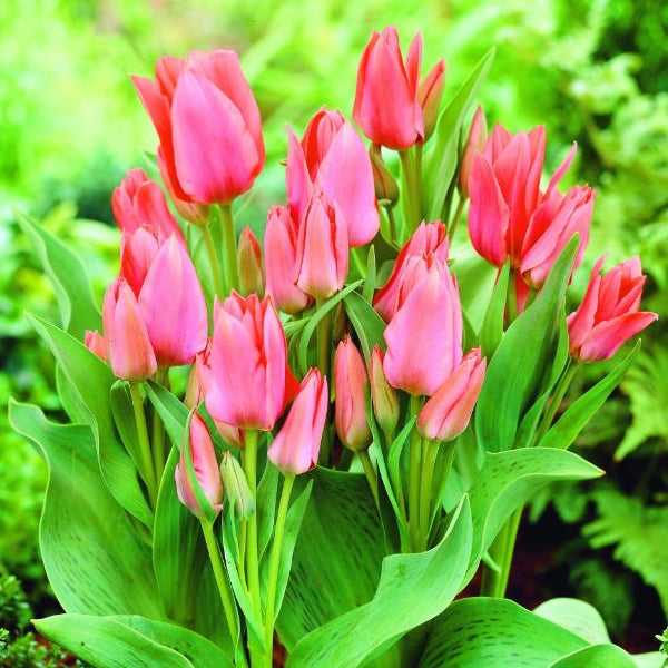 Nahaufnahme von Tulpen mit grünen Blättern