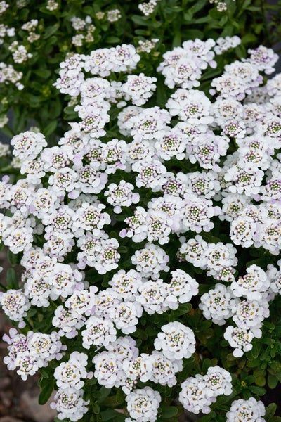 Iberis sempervirens 'Masterpiece', Schleifenblume, weiß, ca. 9x9 cm Topf