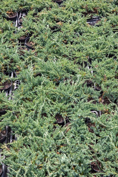 Juniperus horizontalis 'Blue Chip', Kriech-Wacholder, blaugrün, 20–25 cm