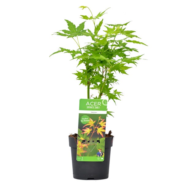 Bloomique - Acer Palmatum Going Green - Japanischer Ahorn - Grünes Laub - Gartenpflanzen - Winterhart - 30-40 cm Hoch - Topf 13 cm