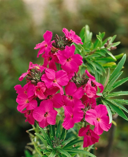 Erysimum x allionii, Goldlack, orange, ca. 9x9 cm Topf