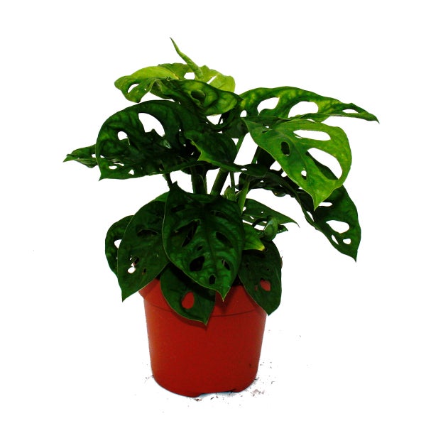 Fensterblatt - Monstera Monkey Mask - 12cm Topf