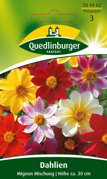 Samentüte für Dahlien Mignon Mischung von Quedlinburger Saatgut, Wuchshöhe circa 30 Zentimeter.
