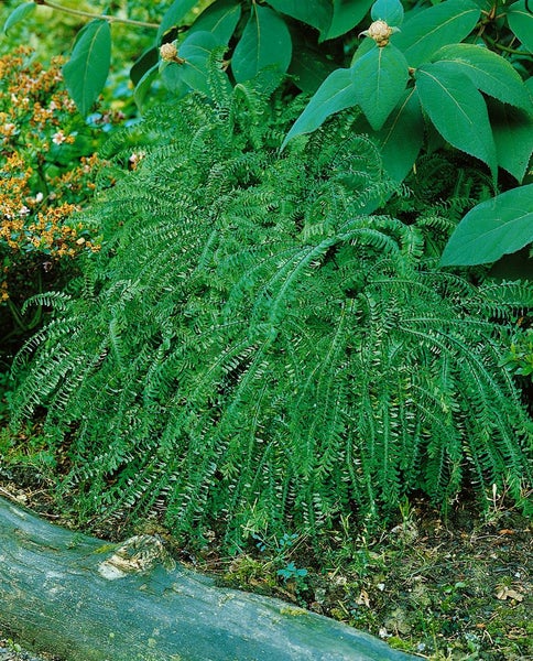 Adiantum pedatum, Frauenhaarfarn, ca. 9x9 cm Topf