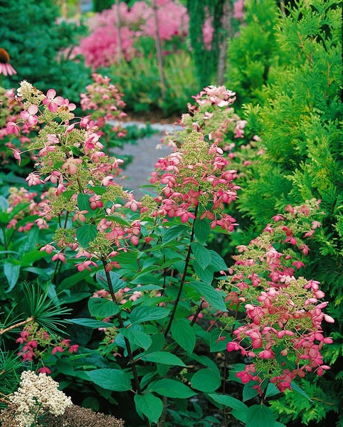 Hydrangea paniculata 'Unique', Rispenhortensie, weiß, 40–60 cm