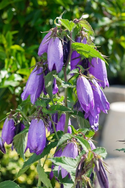 Campanula punctata 'Sarastro', Glockenblume, violett, ca. 11x11 cm Topf