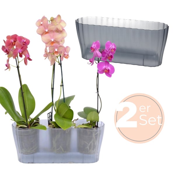 Orchideen im Übertopf im 2er Set