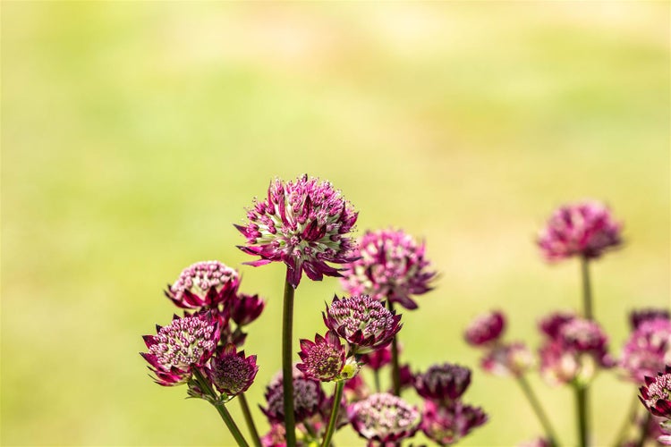 Astrantia major 'Abbey Road', Sterndolde, dunkelrot, ca. 11x11 cm Topf