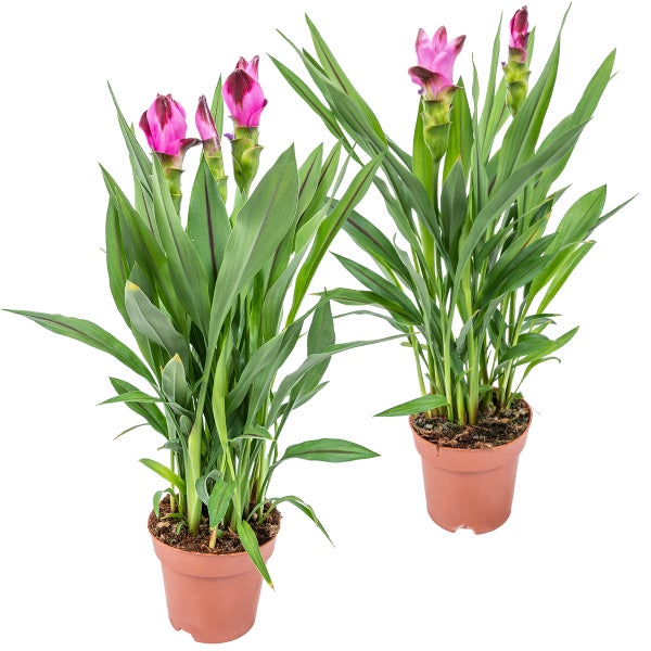 Kurkuma Siam | Tulpenpflanze pro 2 Stück - Außen- und Innenpflanze im Aufzuchttopf cm14 cm - ↕50 cm