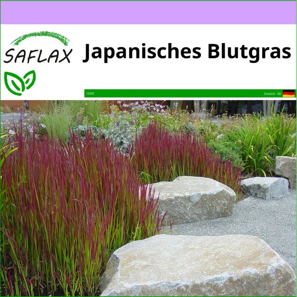 SAFLAX  - Japanisches Blutgras - Imperata cylindrica - 50 Samen