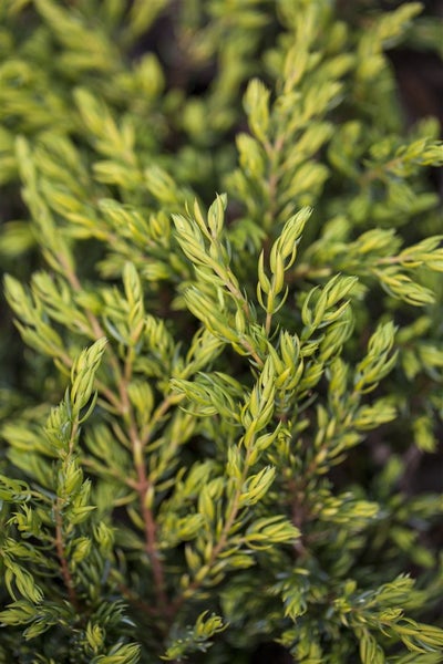 Juniperus communis 'Goldschatz', Wacholder, goldgelb, 20–25 cm