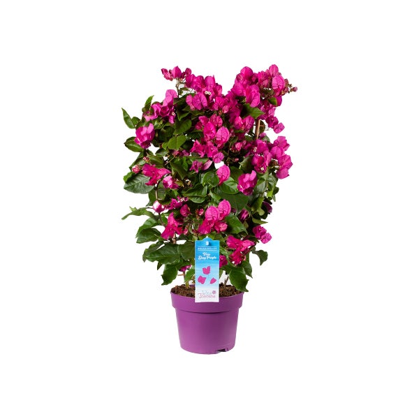 Bloomique - Bougainvillea - Gartenpflanzen - Kletterpflanze - Winterhart - ⌀19 cm - ↕65-75 cm