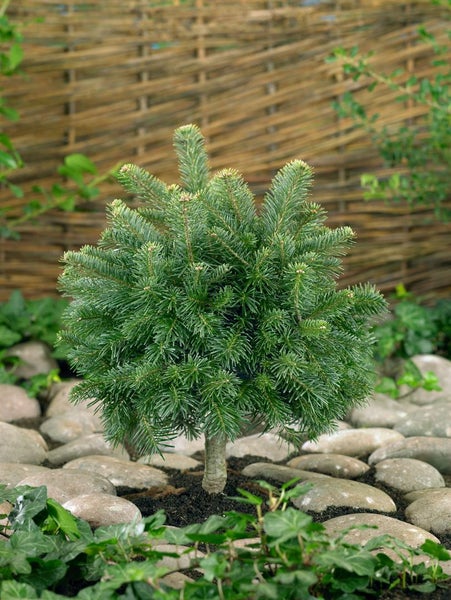 Abies lasiocarpa 'Green Globe', kompakt, 60–70 cm