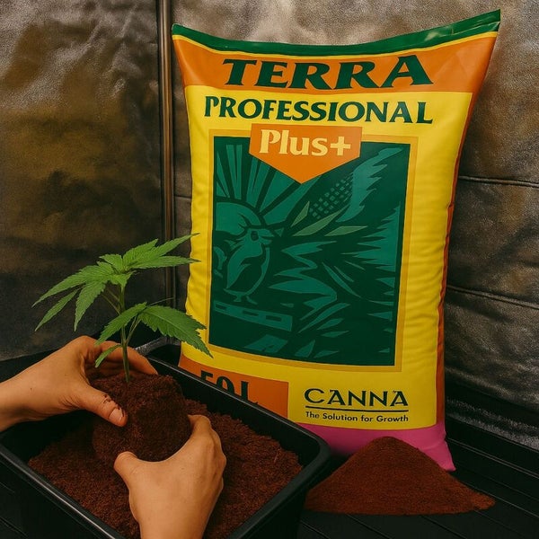 Ein Sack Canna Terra Professional Plus Substrat neben Händen, die eine kleine Pflanze in eine Schale mit Erde einpflanzen.