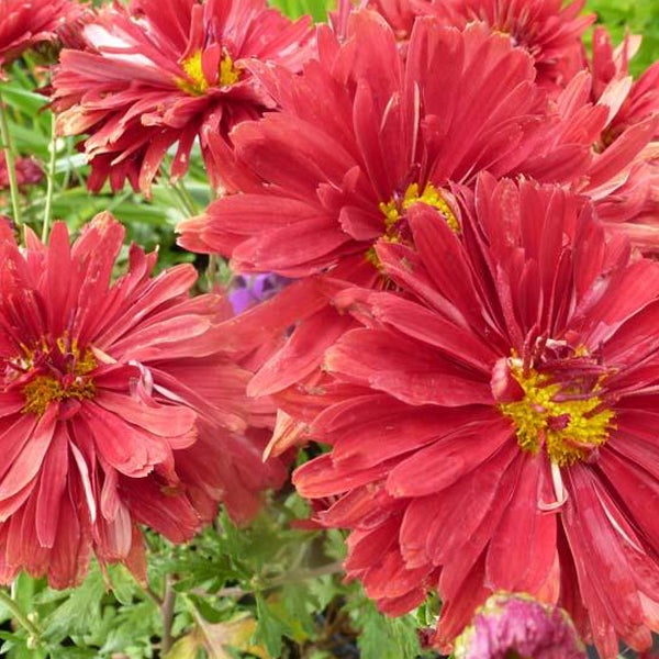 Nahaufnahme von roten Chrysanthemenblüten mit gelben Blütenkörbchen.