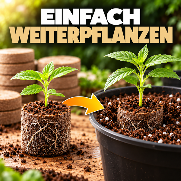 Eine junge Pflanze in einem Quelltopf wird in einen größeren Pflanztopf mit Erde umgesetzt, dargestellt durch eine grafische Pfeilillustration.
